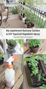 Diy Squirrel Repellant Spray Recipe My Tiny Balcony Garden Balcony Garden Diy Squirrel Repellant Balcony Garden