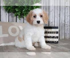 Jenny is very loving and likes meeting new people. View Ad Cavachon Puppy For Sale Near Ohio Mount Vernon Usa Adn 193608