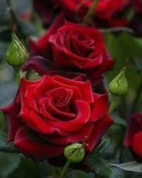 28 Idee Su Rose Nel 2021 Fiori Bellissimi Fiori Fiori Rosa