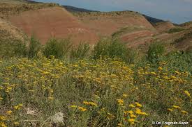 Image result for Kotschya stolonifera