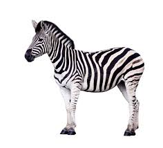 Image result for zebra