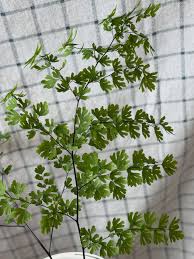 Image result for Adiantum soboliferum