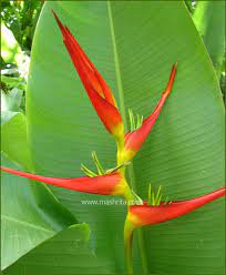 Heliconia Heliconia Latispatha