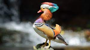 Visit our online shop and share your archery & hunting experience with friends all over the world. 12 Facts About Mandarin Ducks Mental Floss