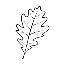 Image result for white oak leaf
