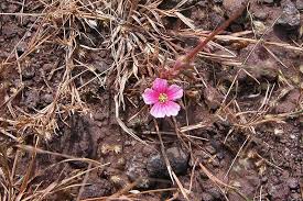 Image result for Monsonia senegalensis