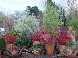 Cornus for colourful winter stems. Dogwoods And Container Displays And Car Parks The Teddington Gardener