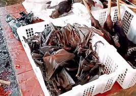 Newspascani Com PaÈ™cani Targu Frumos IaÈ™i PiaÈ›Äƒ De Carne In Asia Caini Pisici È™obolani Lilieci Sau È™erpi Video Pascani Iasi Targu Frumos