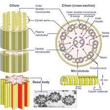 God Left His Fingerprints Inside Your Body Cell Organelles Organelles Organelles Functions