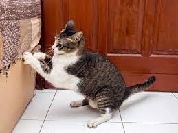 This is a natural behavior, indicating that it is healthy and adaptable to human habitat. 6 Ways To Prevent Your Cat From Scratching The Furniture Healthypets Blog
