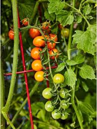 Shooting small tomatoes that does 8 points of damage per second. Tomato Tips Burpee