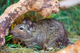 Cute Degu Degu Degus Common Degu