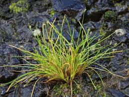 Image result for Isolepis sp.no.1