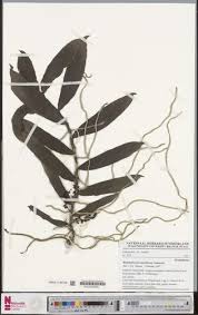 Image result for Rhipidoglossum densiflorum