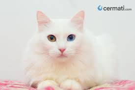 Adalah kucing peliharaan sejuta umat di indonesia. Kucing Anggora Ketahui Ciri Fisik Dan Tips Memelihara Binatang Imut Yang Disukai Cat Lovers Ini Cermati Com