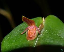 Image result for Polystachya kermesina