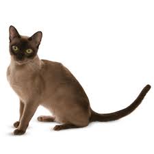 Pictures of many cat breeds. Burmese Cat Personality Temperament And Lifespan Petplan
