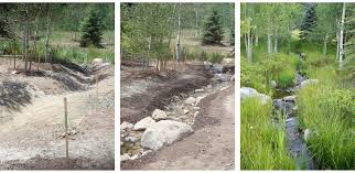 Naturalized Riparian Zone Before During And After Development Landscape Landscape Architecture Plant Design