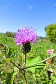 Lila Distel Blume Auf Der Wiese Wachst Lizenzfreie Fotos Bilder Und Stock Fotografie Image 63467354