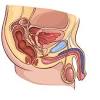 A male reproductive system is a group of organs and hormones that play a role in human reproduction. 1