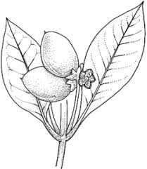 Image result for Avicennia marina