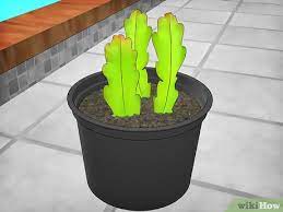 When ready, plant the christmas cactus cuttings into a planting pot filled with three parts of coarse compost (fafard manufactures a coarse orchid blend, ideal for remember, your christmas cactus is more of a tropical plant so treat it as you do your other houseplants. How To Grow Epiphyllum Cactus With Pictures Wikihow