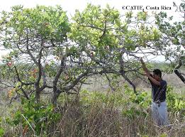 Image result for Anacardium