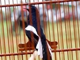Dengan membuat sendiri voer untuk murai batunya, dia berharap nilai gizi yang terkandung dalam pakan tersebut mampu memenuhi kebutuhan gizi minimum. Tips Memilih Voer Kacer Yang Cocok Dan Berkualitas
