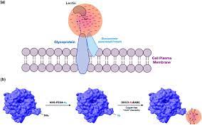 The existence of the plasma membrane was identified in the 1890s, and its chemical components were carbohydrates attached to lipids (glycolipids) and to proteins (glycoproteins) extend from the. Determination Of The Glycoprotein Specificity Of Lectins On Cell Membranes Through Oxidative Proteomics Chemical Science Rsc Publishing Doi 10 1039 D0sc04199h