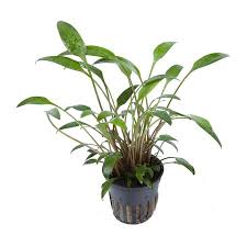 The typical habitats of cryptocoryne are mostly streams and rivers with not too rapidly flowing water, in the lowland forest. Cryptocoryne X Willisii