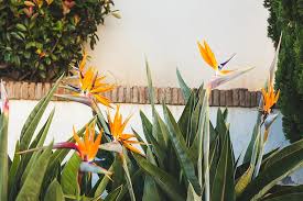 This plant has a unique shape, a beautiful array of colors, and can be found on tropical islands. Bird Of Paradise Plants Buying Growing Guide Trees Com