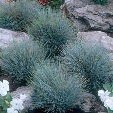Pin On Jardin