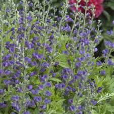 Image result for Indigofera oxalidea