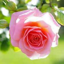 Pin By Hexhexhex On 1 A File General Rose Flower Pink Rose Flower Rose