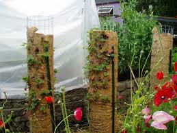 The Musings Of A Transplanted Gardener Strawberry Towers Strawberry Tower Tower Garden Strawberry Plants
