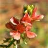Image result for Indigofera hilaris