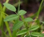 Image result for Indigofera praticola