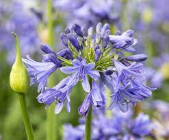 Like most common flowers, tulips come in a large variety of colors that each have their own meaning. Flowering Earlier Than Most Varieties Agapanthus Ever Sapphire Is A Dwarf Semi Evergreen African Lily Boasting L Agapanthus African Lily Asclepias Tuberosa