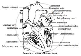 Check spelling or type a new query. With The Help Of A Labelled Diagram Describe The Internal Structure Of Human Heart Circulatory Pathways Human Circulatory System Shaalaa Com