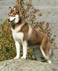 Black And Brown Husky Dog Red Siberian Husky Dogs Siberian Husky Red Husky