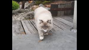 Fetch is a game most people associate with dogs, but there are lots of cats who thoroughly enjoy playing fetch with their owners. Cat Fetch Like A Dog Toby The Ragdoll Cat Youtube