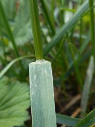 Image result for Tristachya rehmannii