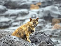 While feral cats don't pose any serious risks to following is a detailed account of feral cat behavior, with information on what to do when you encounter them and steps you can take if you feel. Balance Needed For Feral Cats The Garden Island