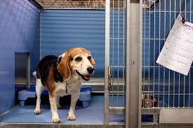 I enjoy playtime, cuddle time and nap time! Welcome To Happy Tails Inn Nj Kennel Hackettstown Independence