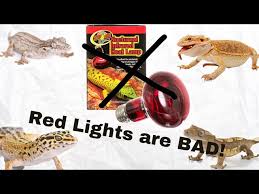 7 Things Owners Need To Know About Bearded Dragon Colors – Reptilinks