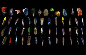 Birds Of A Feather 2020 Itv The Multiple Miracles Of Bird Feathers Bird Feathers Feather Bird