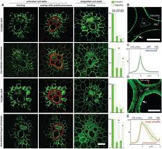 We did not find results for: How Does Plant Cell Wall Nanoscale Architecture Correlate With Enzymatic Digestibility Science