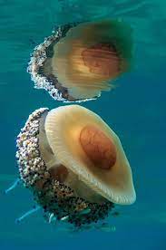 Like a fried egg swimming in the sea…. Cotylorhiza Tuberculata Also Know As The Mediterranean Jelly Or Fried Egg Jellyfish Adriatic Sea Croatia Deep Sea Creatures Ocean Creatures Sea Creatures