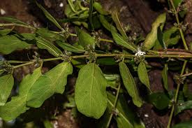 Image result for Cremaspora triflora