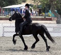 Do friesians make good dressage horses? How Much Do Friesian Horses Cost Howmuchisit Org
